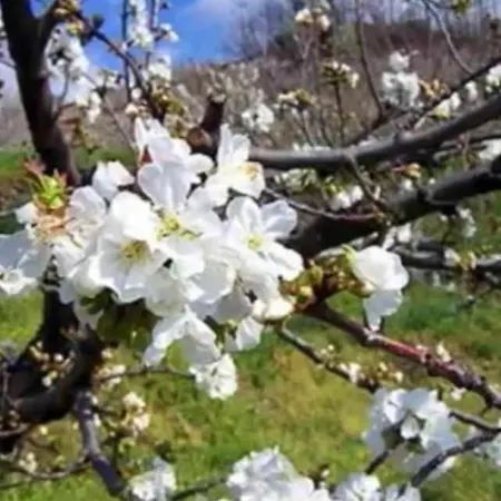 Mi Valle Rural Casas del Castañar